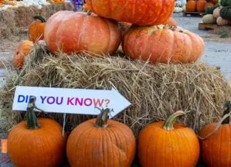 A Few Attractions and Events in McAllen to Watch Out for in October!