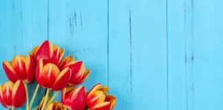 Spring into April: Monthly Event Guide to McAllen Living