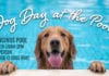 Dog Day at the Pool