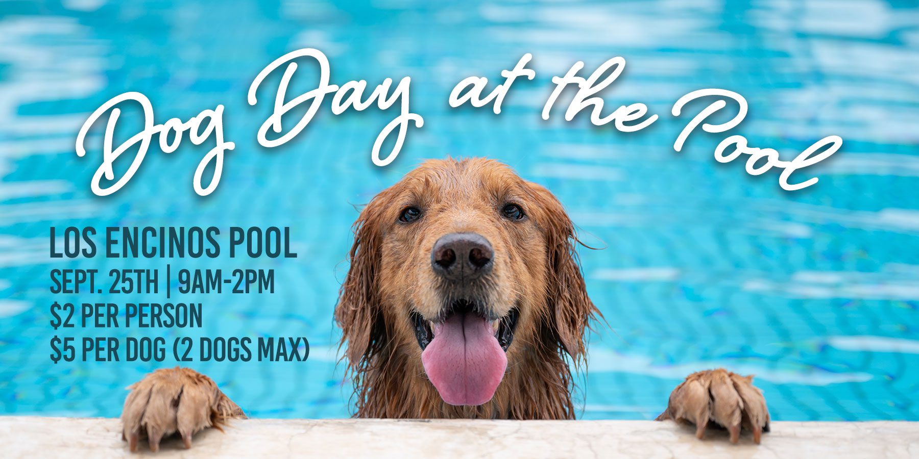 Dog sales day pool