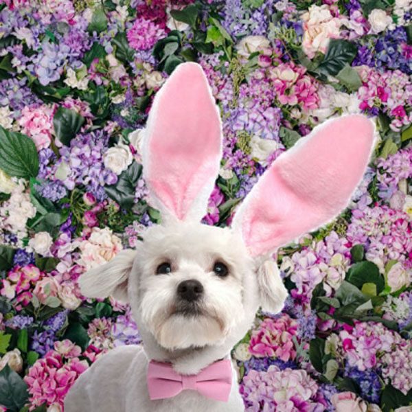 Small Terrier dog sitting in front of McAllen event mural of fresh flowers.