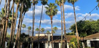 A brown and white building in McAllen shrouded by palm trees and nature during the daylight.