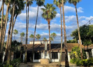 A brown and white building in McAllen shrouded by palm trees and nature during the daylight.