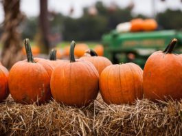 Fall Things to do