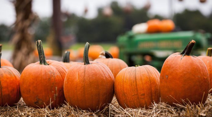 Fall Things to do