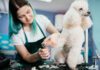 Pet Salons in McAllen