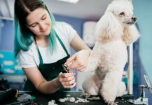 Pet Salons in McAllen