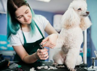Pet Salons in McAllen