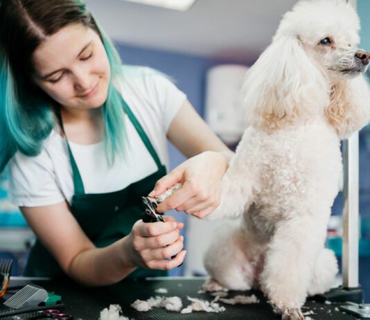 Pet Salons in McAllen