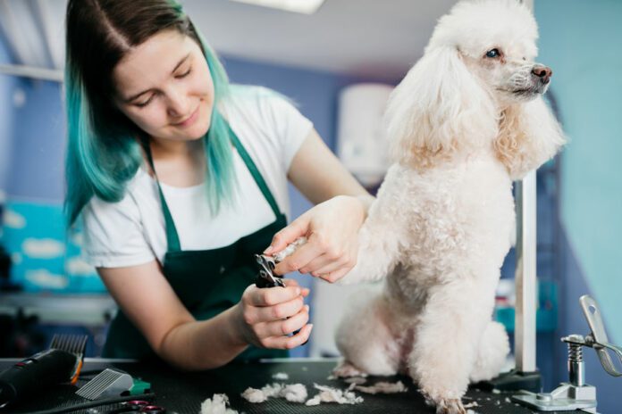 Pet Salons in McAllen