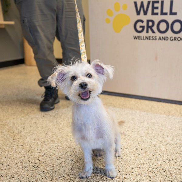 wellgroomed | Explore McAllen